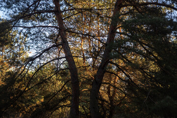 Naklejka premium beautiful pine tree branches in a forest at sunset