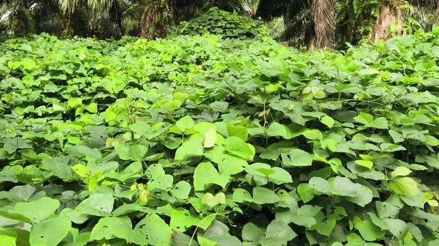 Mucuna bracteata is planted in oil palm plantations
