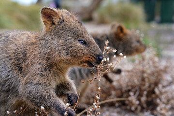 Obraz premium Cute Quokka in Australia's Rottnest Island