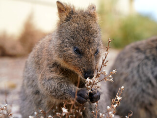 Cute Quokka in Australia's Rottnest Island