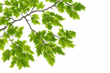 green leaves isolated on white background