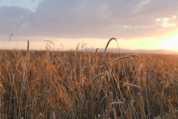 Wheat with sunset and clouds background