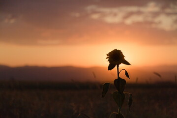 Small sunflower head during sunset