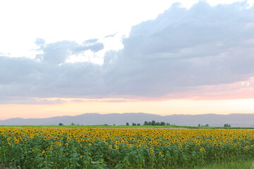 Sunflower field during sunset in Palandoken, Erzurum