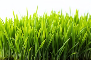 Fototapeta premium Lush Green Grass Isolated on a Crisp White Background, Perfect for Nature Themes, Gardening Projects, and Background Textures in Creative Designs and Marketing Materials