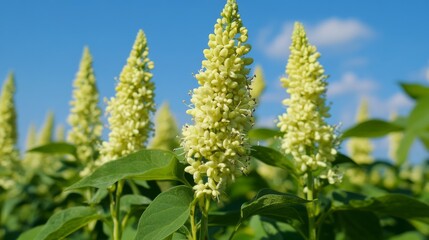 Fototapeta premium Close-up of pale yellow flowers against a blue sky.