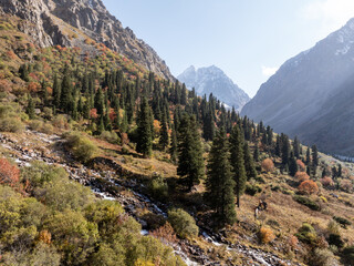 A mountain river, a stream meanders on the slope of the mountain. Summer landscape, meadow and fir...