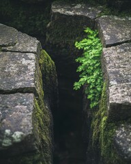 A vibrant green plant grows between weathered stone slabs, showcasing nature's resilience.