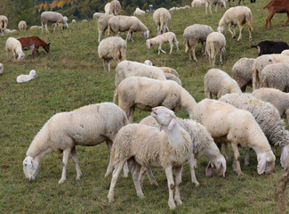 Fototapeta premium sheep bleating, many white sheep grazing on the green meadow in the hillside, raised for the production of pure virgin wool