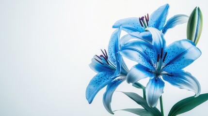 Stunning Blue Lilies: A Serene Floral Masterpiece