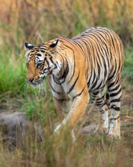 wild female bengal tiger or panthera tigris at bandhavgarh national park forest reserve madhya...