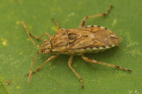 Closeup on an adult Rhopalid bug Stictopleurus abutilon on a green leaf