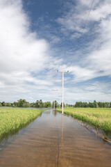  flooded rice field in Thailand, showcasing the reflection of the sky on the water's surface. This image captures the reality of agricultural life, natural irrigation, and the resilience of local farm