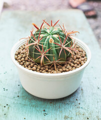 A close-up shot of a Gymnocalycium cactus against a vibrant blue background. The intricate details of the cactus’s spines and shape are beautifully highlighted. This photo captures the unique beauty.