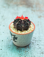 A close-up shot of a Gymnocalycium cactus against a vibrant blue background. The intricate details of the cactus’s spines and shape are beautifully highlighted. This photo captures the unique beauty.