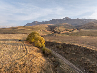 View from a drone of a yellow autumn field, trees and mountains. Road among the hills. A bright...