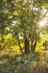Obraz premium blurred background of forest and autumn grass