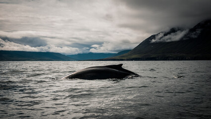 Fototapeta premium Humpback whale swimming in the ocean near iceland's coast