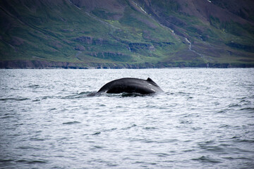 Fototapeta premium Humpback whale diving in the ocean near iceland's coast