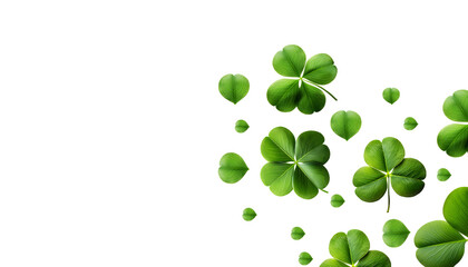 clover leaf isolated on white