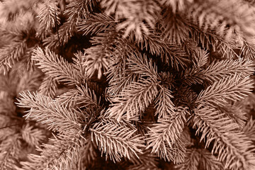 A close up of pine tree with many branches. Color of the Year 2025 Mocha Mousse color. Chocolate or Brown Background