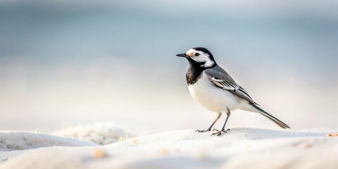 Pied Wagtail on White Sand at Dollymount Strand in Dublin, Ireland &ndash; A Minimalist Beach Scene Capturing the Beauty of Nature and Wildlife in a Tranquil Coastal Setting