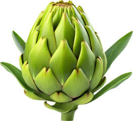 Fototapeta premium Artichoke transparent PNG, isolated, cut-out