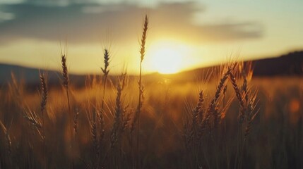 Naklejka premium Golden wheat field at sunset. Sun rays illuminate the ripe wheat stalks.