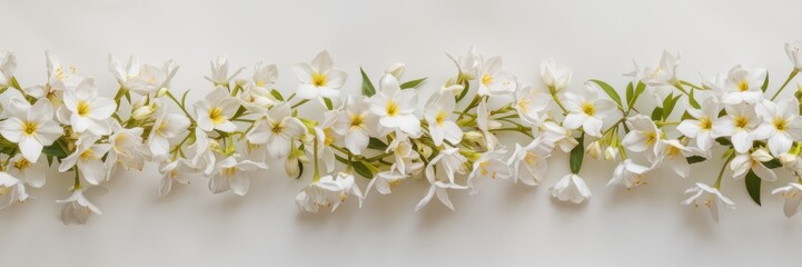 Fototapeta premium A banner depicting a blooming jasmine on a snow-white background. Delicate, bright white flowers are arranged in an organic, natural order.