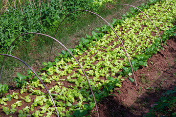 Organic vegetable garden, growing vegetables on soil free of toxic chemicals.