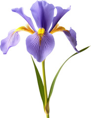 Dutch Iris Flower, transparent PNG, isolated, cut-out