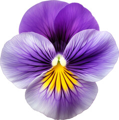 Pansy Flower, transparent PNG, isolated, cut-out