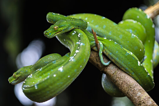 Green Snake