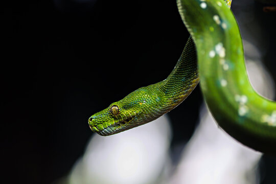 Green Snake