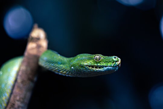 Green Snake