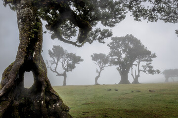 Bizarre trees in the fog in the fanal forest on Madeira, Portugal.