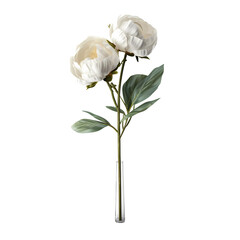 Obraz premium White peony flowers, beautiful plants, white leaves, nature, Women's Day, botanical