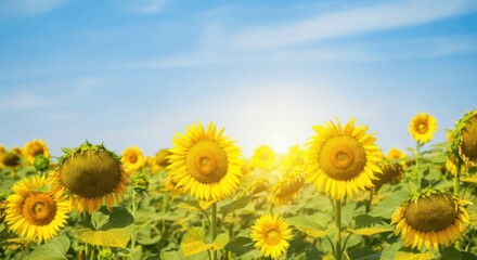 Obraz premium Sunny sunflower field clear blue sky