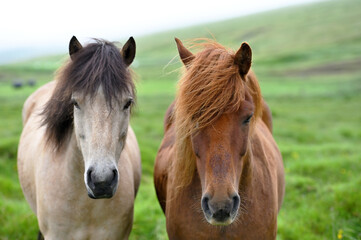 Fototapeta premium Icelandic horses