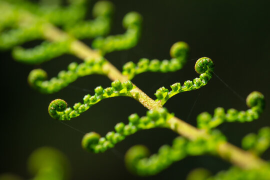 Unfurling Fronds of Tree Fern