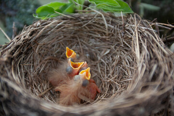 Four Common Blackbird (Turdus merula) Chicks Huddled in Nest Waiting for Food	