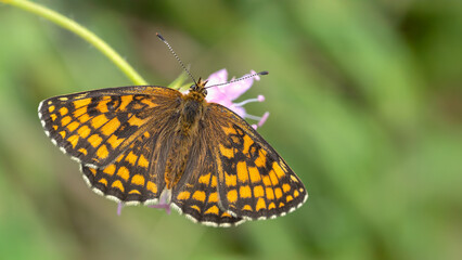 Heath fritillary butterfly - Melitaea athalia