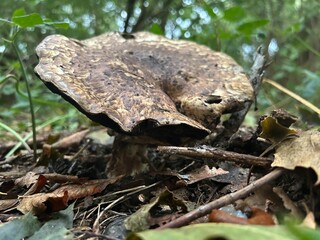Pilz im Wald