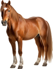 Obraz premium Horse transparent PNG, isolated, cut-out