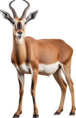 Obraz premium Antelope transparent PNG, isolated, cut-out