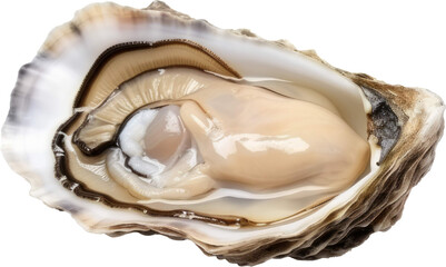 Oyster transparent PNG, isolated, cut-out