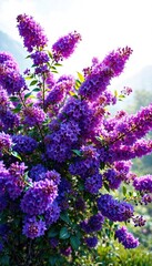 Fototapeta premium Vibrant purple flowers blooming in clusters on a sprawling shrub, vibrant, utricoides, groundcover