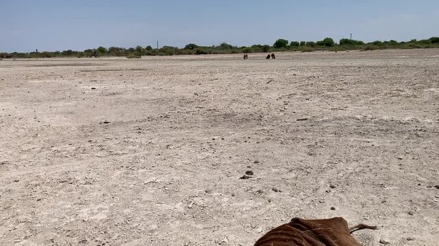 Ngamilland Botswana Africa Dec 8 2024. Dying cow due to drought and a no rain together with over grazing in this African country. 