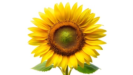 Obraz premium A Sunflower with a Vibrant Yellow Bloom, Showcasing Its Natural Beauty, Elegance, and Bright Appeal, Isolated on a White Background