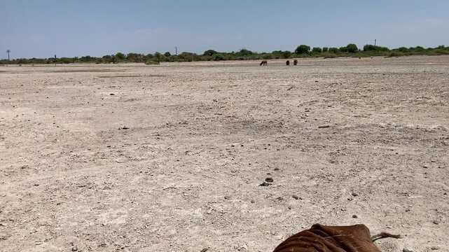 Ngamilland Botswana Africa Dec 8 2024. Dying cow due to drought and a no rain together with over grazing in this African country. 